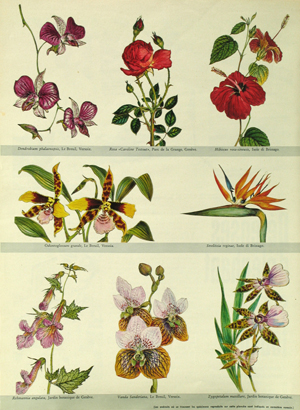 Roger Descombes, Illustrations de fleurs pour le Jardin Botanique de la Ville de Genève sur page de magazine, 1962 - Page de magazine swiss illustrant des fleurs gravées et aquarellées par l'artiste, 1962